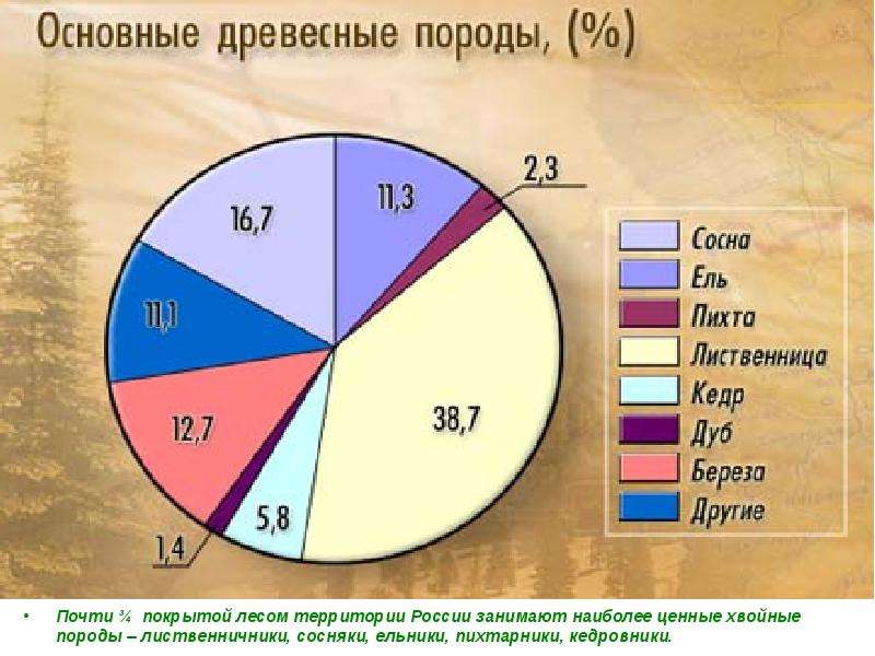 Преобладающая порода. Основные породы леса в России. Основные древесные породы России. Доля Лесной промышленности. Процент хвойных лесов в России.