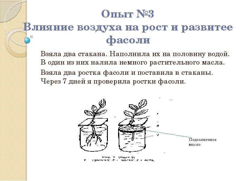 Как усилить доступ воздуха корням краткий ответ. Опыты по биологии 6 класс. Растение в стакане с водой. Опыты с растениями. Опыты с водой и растениями.