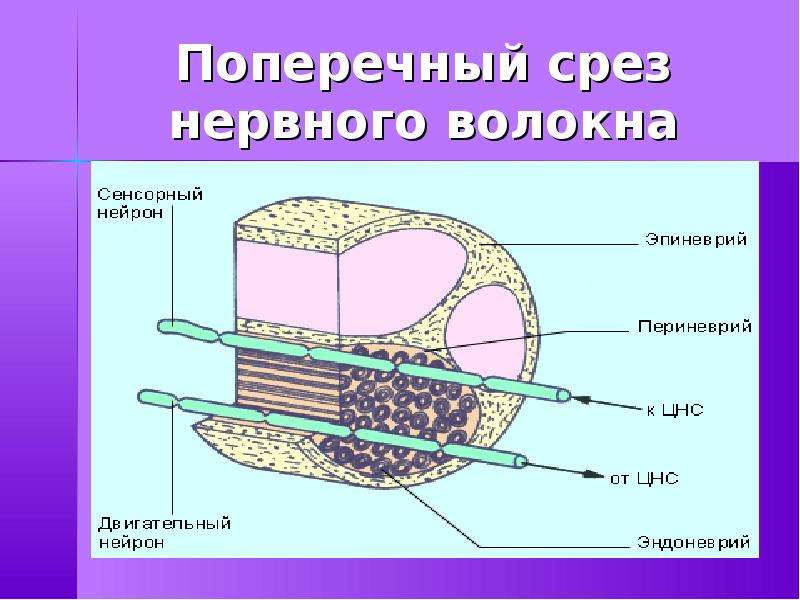 Поперечный разрез нерва рисунок