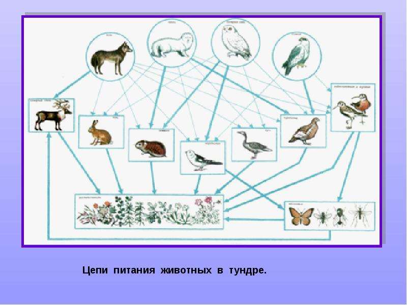 Сеть животных. Цепь питания в тундре 4 класс окружающий мир схема. Тундра цепь питания животных схема. Пищевая сеть тундры схема. Цепь питания в тундре 4 класс окружающий мир.