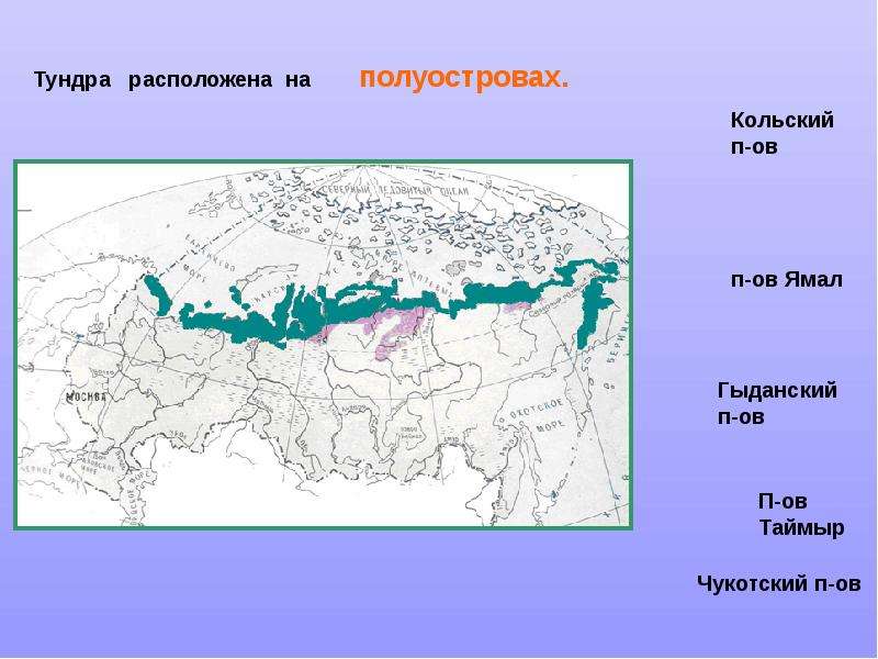 Зона тундр располагается на севере россии. Где располагается тундра в России на карте. Тундра на карте России. Где находится тундра на карте природных зон России. Зона тундры на карте.