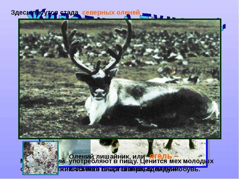 Северный олень где обитает природная зона. Поголовье северных оленей в России. Где пасутся Северные олени на карте. Табун северных оленей фото. Животные в тундре которые употребляются в пищу.