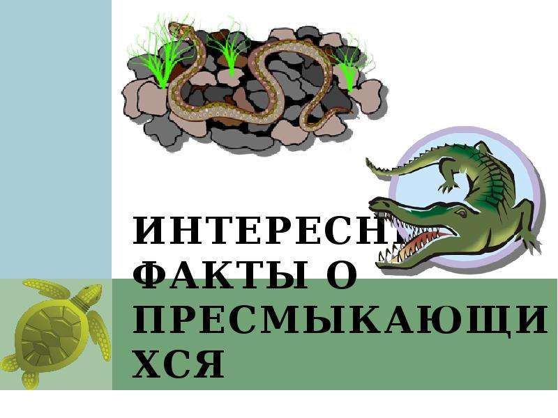 Презентация о пресмыкающихся для дошкольников