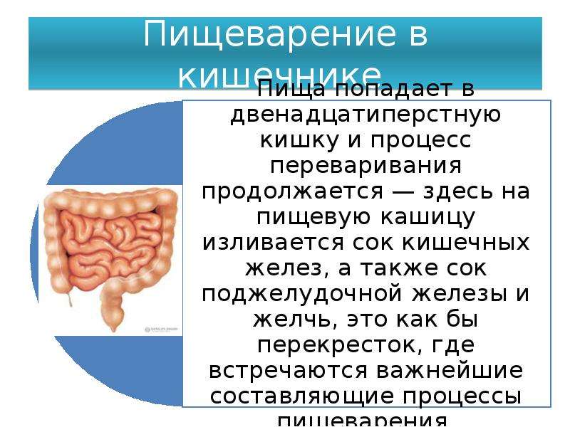 Через сколько еда попадает. Переваривание пищи в двенадцатиперстной кишке. Пища из двенадцатиперстной кишки попадает в. Пищеварение в кишечнике кратко. Пища попадает в двенадцатиперстную кишку.