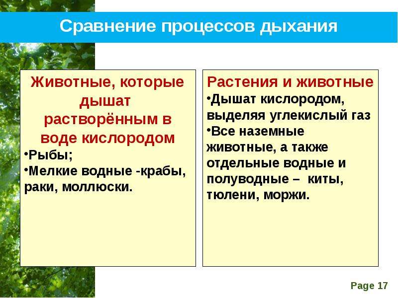 Дыхание растений и животных. Сходство дыхания растений и животных. Сравнение дыхания животных и растений. В чём сходство дыхания растений и животных.