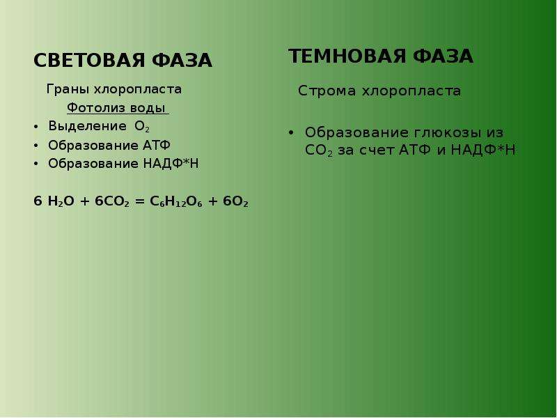 Установите соответствие между процессами фотосинтеза. Световая и темновая фаза. Биосинтез углеводов фотосинтез 9 класс. Световая и темновая фаза кратко. Этапы фотосинтеза 9 класс.