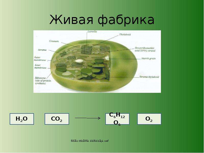 Вопросы по фотосинтезу 6 класс. Биосинтез углеводов фотосинтез. Тест на тему фотосинтез. Фотосинтез и Биосинтез. Тест по теме фотосинтез.