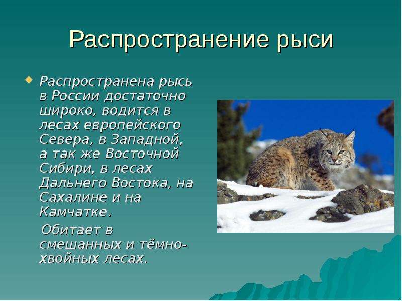 Кошка и рысь 2 класс 8 вид презентация