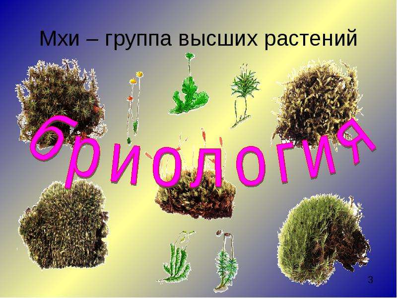 Проект мхи 5 класс