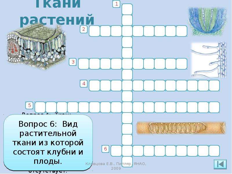 Кроссворд по биологии 6. Кроссворд по биологии 6 класс на тему ткани растений и животных. Кроссворд строение растений. Кроссворд на тему растительные ткани. Кроссворд по биологии ткани растений.