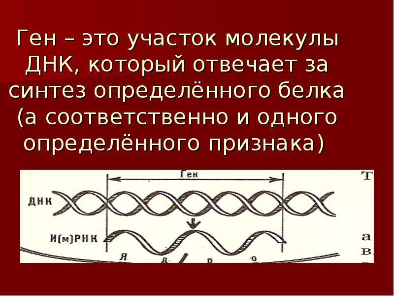 Что такое ген. Ген это участок молекулы. Ген это участок молекулы ДНК. Ген это в биологии. Гены это участки молекулы.