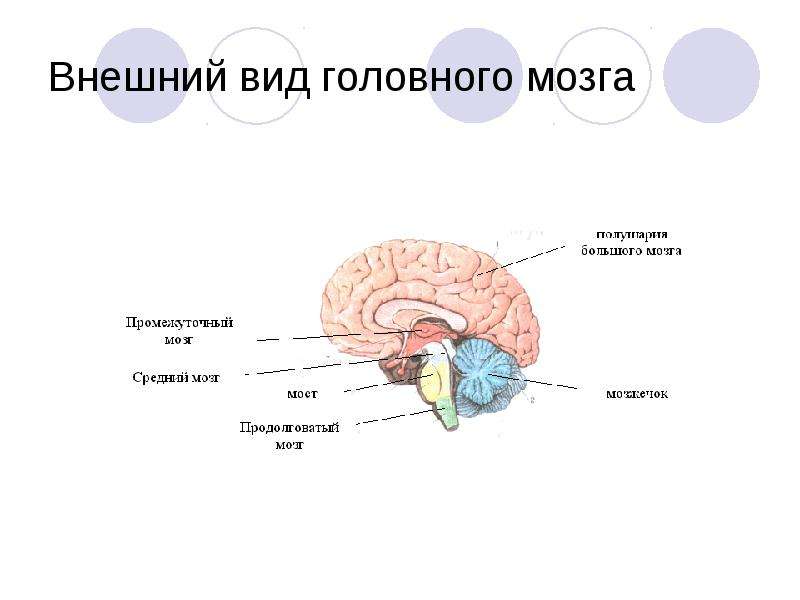 Строение и функции головного мозга презентация 8 класс биология