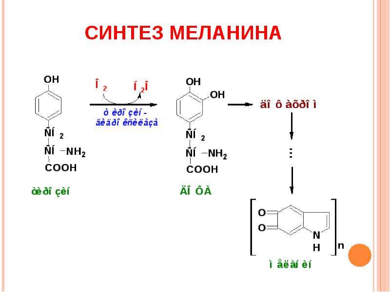 Меланин синтезируется в