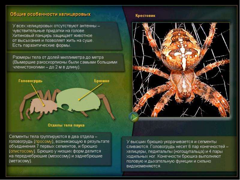 Класс паукообразные презентация 7 класс по биологии