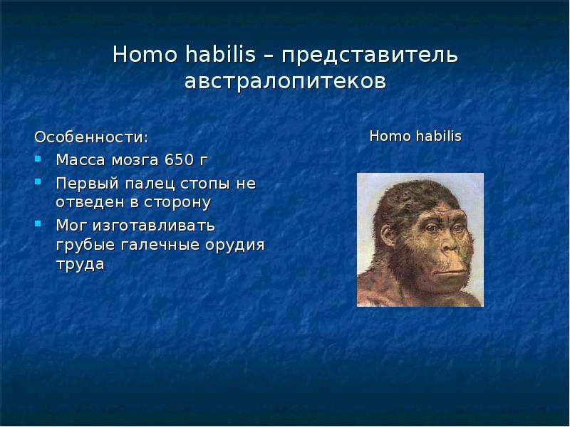 Кто впервые разделил вид homo sapiens. Хомо хабилис австралопитек. Биологические особенности австралопитеков. Австралопитек характеристика. Хомо хабилис Возраст.