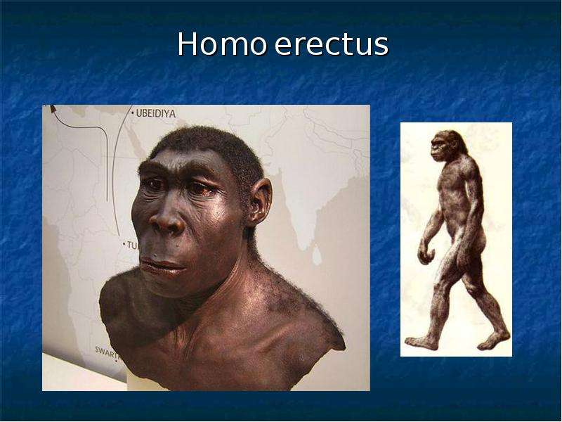 Homo erectus homo sapiens. Гомо Эректус. Хомо Эректус рост.