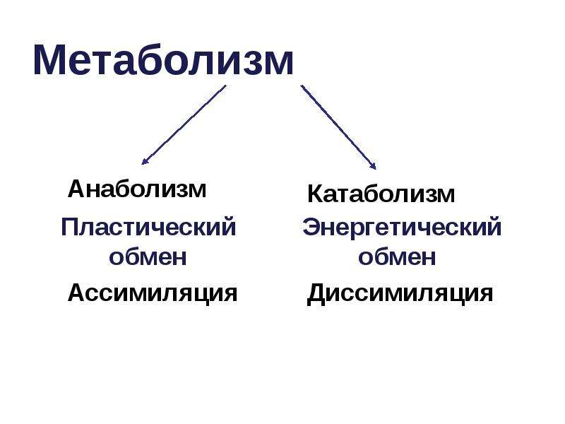 Презентация на тему обмен веществ