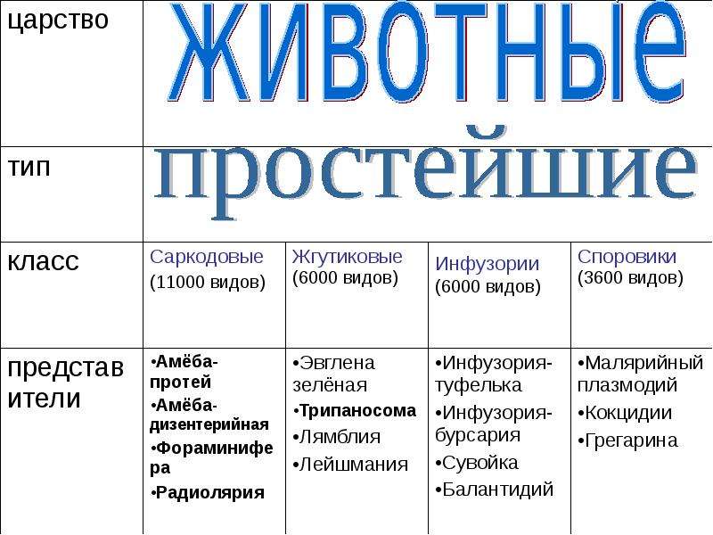 Образ жизни и внешнее строение