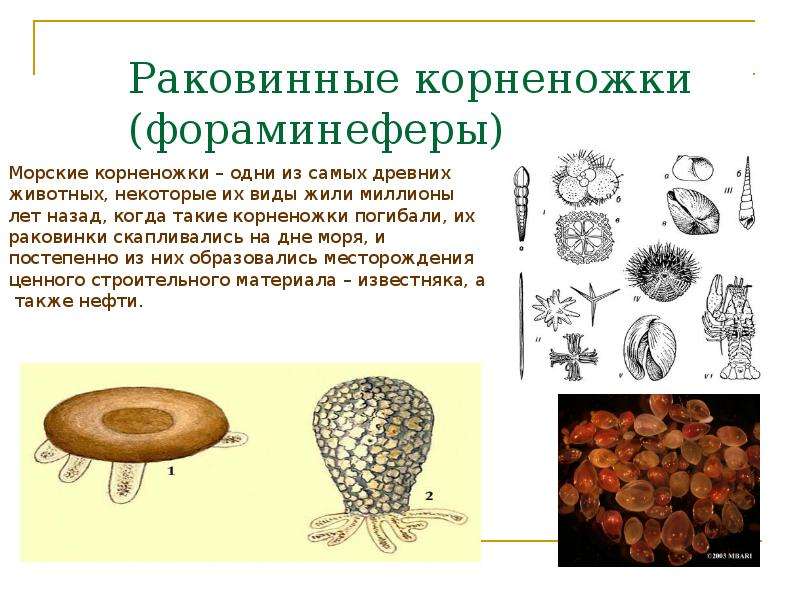 Презентация на тему простейшие. Корненожки строение. Раковинные корненожки строение. Корненожки без раковинок. Раковинные корненожки представители.