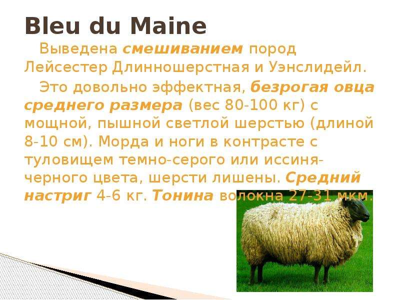 Сколько вес барана. Средний вес барана. Вес овцы в среднем. Вес барана в среднем живой. Вес среднего барана.