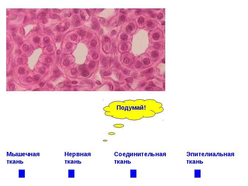 Эпителиальная ткань соединительная ткань нервная ткань. Ткани эпителиальная соединительная мышечная нервная. Эпителиальная и соединительная ткань. Соединительная ткань мышечная ткань нервная ткань эпителиальная. Соединительная мышечная нервная ткань.