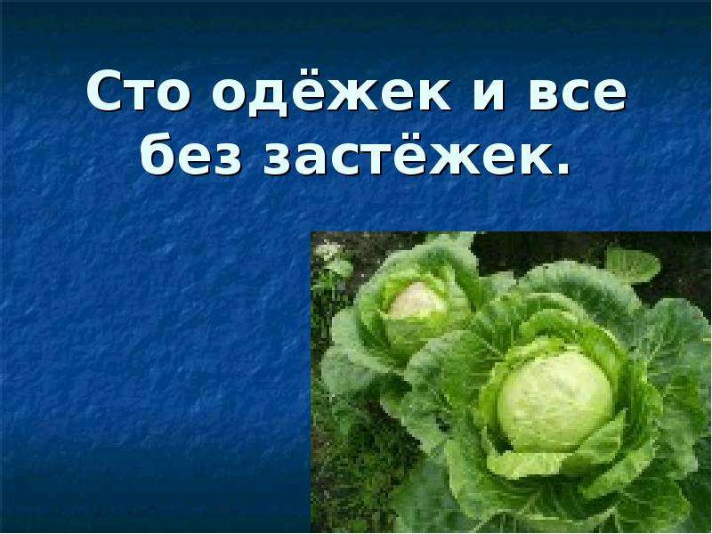 Сто одежек и все без застежек. 100 Одежек и все без застежек. Загадка СТО одежек без застежек. Загадка СТО одежек. Что одёжек и все без застёжек.