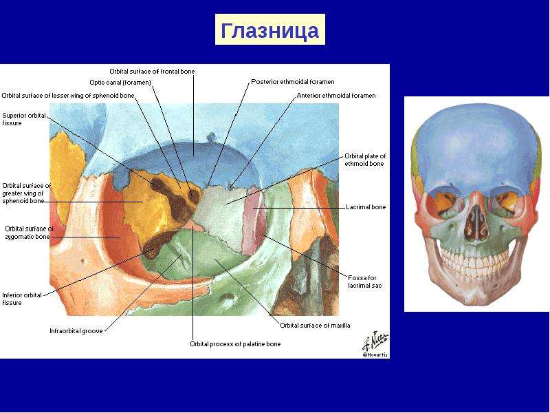 Части глазницы. Топография черепа глазница. Костные стенки глазницы анатомия. Глазница черепа анатомия. Анатомия черепа кости глазницы.