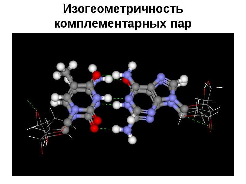 Биополимеры биология презентация