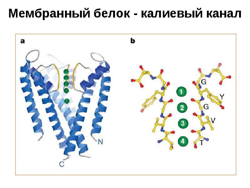 Мембранный белок. ДНК В РНК В белок тату. Калиевый канал картинка. K channels function structure.