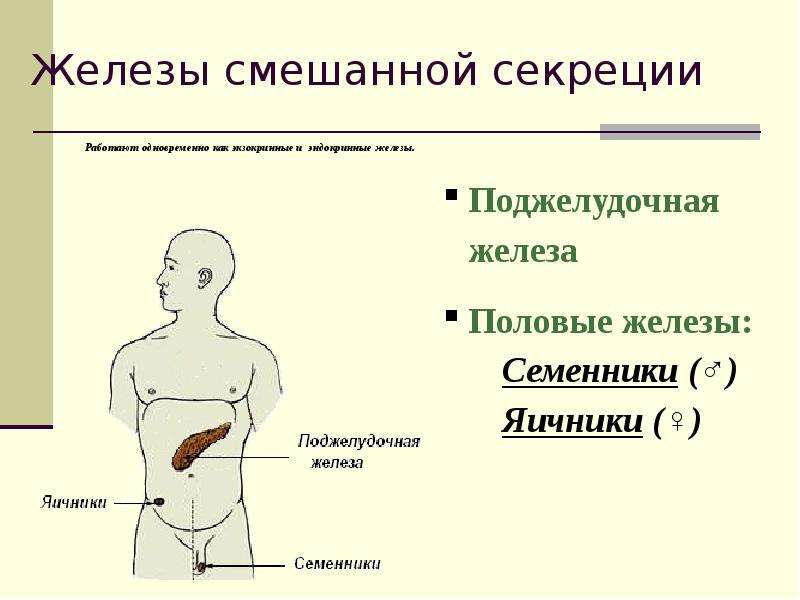 Железы человека презентация