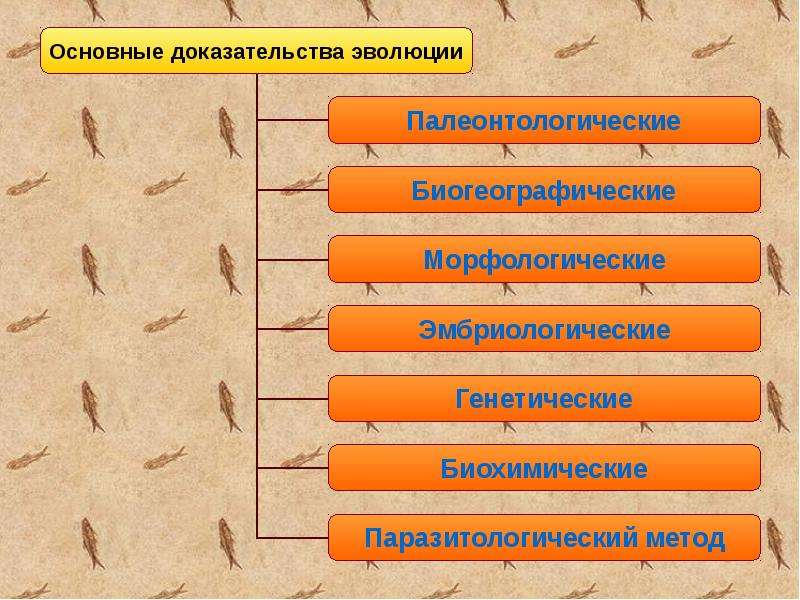 3 доказательства эволюции. Доказательства эволюции. Доказательства эволюции презентация. Археологические доказательства эволюции. Презентация по биологии доказательство эволюции.