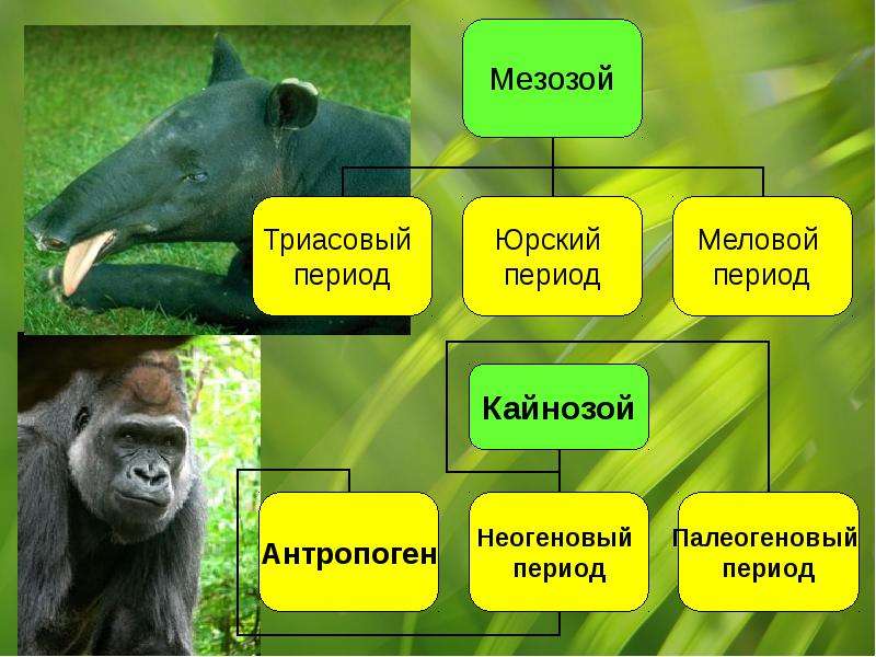 Презентация на тему эволюция животного мира 7 класс