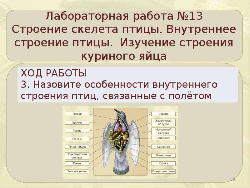 Используя рисунок 132 составьте план ответа о внутреннем строении птиц биология 7 класс