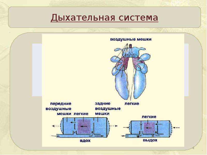 Легкие имеющие воздушные мешки