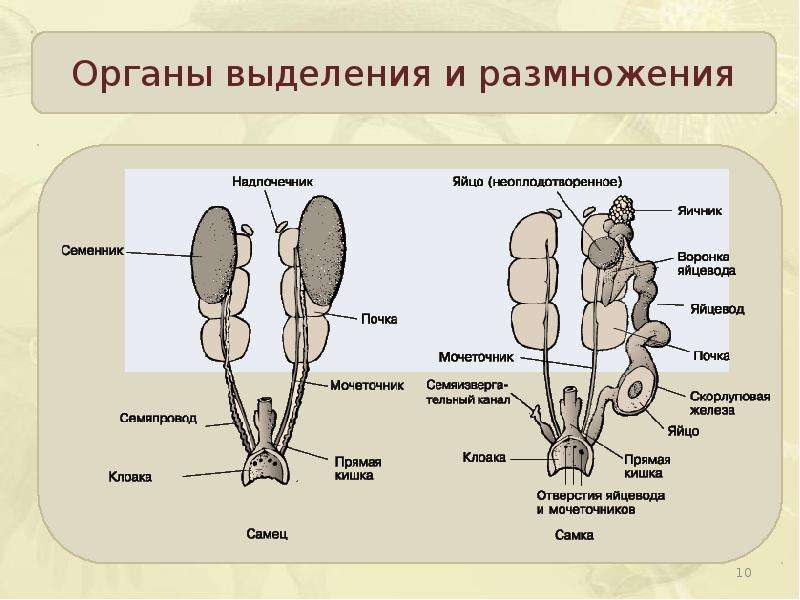 Выделительная система птиц рисунок