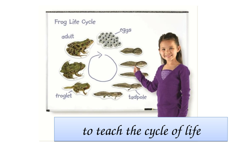   to teach the cycle of life  