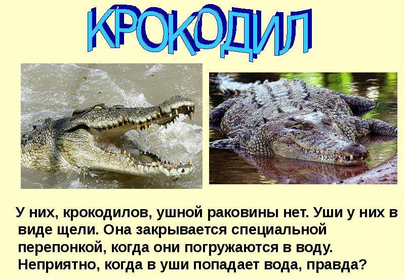 Где у крокодила уши фото
