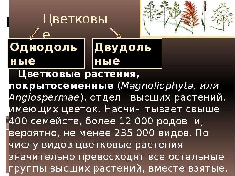 Отдел покрытосеменные растения 7 класс. Сообщение на тему Покрытосеменные растения. Покрытосеменные цветковые растения сообщение. Покрытосеменные цветковые растения 7 класс. Сообщение на тему Покрытосеменные растения 7 класс.