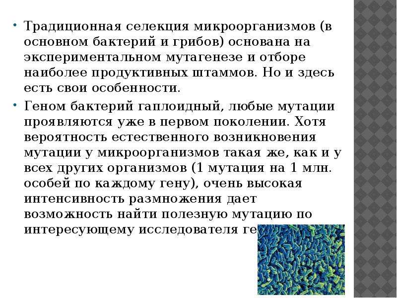 Искусственный мутагенез. Традиционная селекция микроорганизмов. Селекция грибов и микроорганизмов. Селекция штаммов микроорганизмов. Селекция бактерий и грибов.