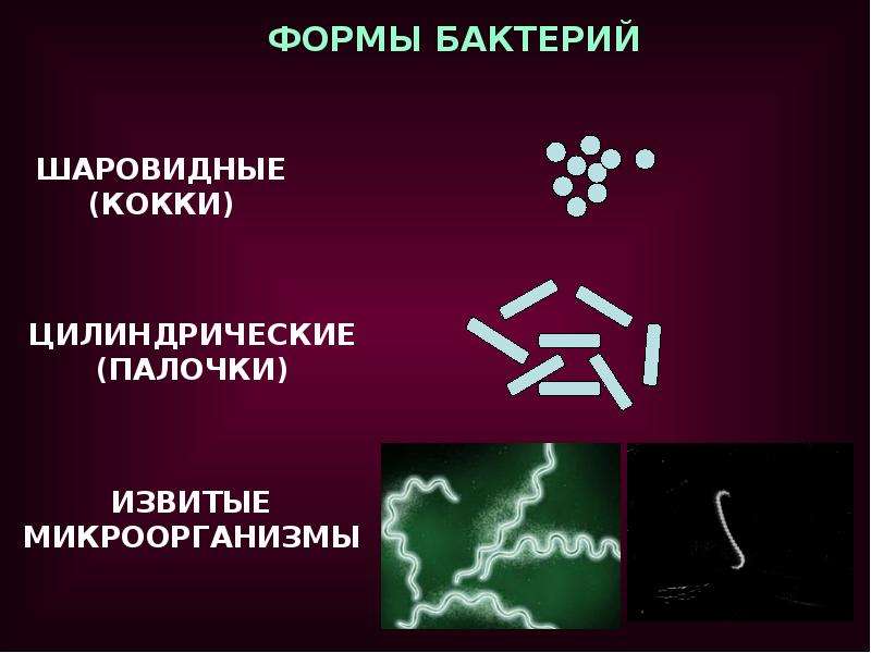 Бактерии в форме палочки носят названия. Шаровидные формы микроорганизмов. Формы бактерий. Шаровидные бактерии. Звездчатая форма бактерий.