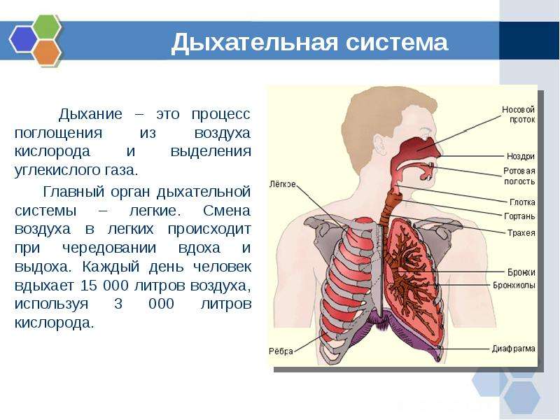 Дыхательная система Дыхание – это процесс поглощения из воздуха кислорода и выделения углекислого га
