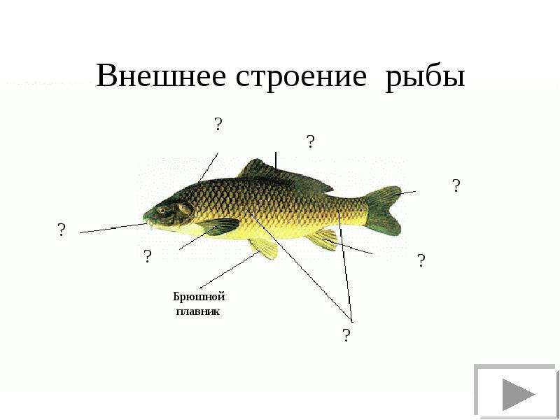 Внешнее строение рыбы. Внешнее строение рыбы 7 класс. Строение щуки. Строение рыбы начальная школа. Внешнее строение щуки.