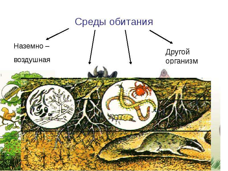 Влияние человека на природу 5 класс биология рисунок