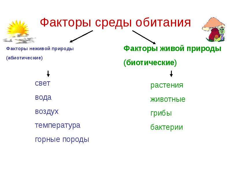 Биосфера 5 класс презентация