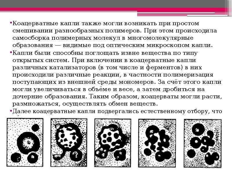 Коацерваты это кратко. Гипотеза коацерват. Коацерватные капли. Коацерватные капли обладали способностью. Теория коацерватных капель.