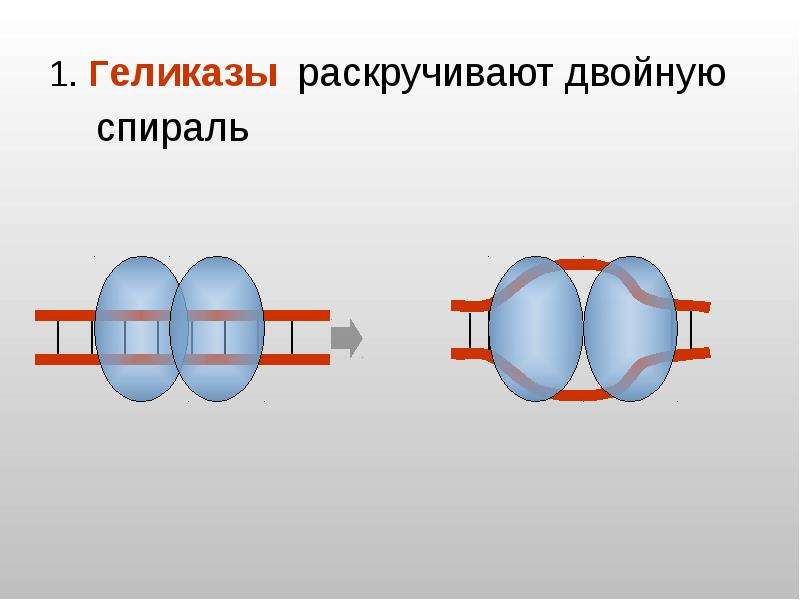 Геликаза