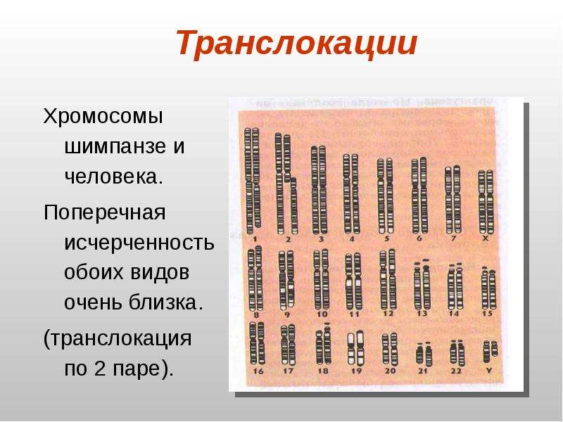 Хромосомы шимпанзе. Хромосомы человека и шимпанзе. Набор хромосом человека и шимпанзе. Хромосомы приматов. Хромосомы обезьяны.