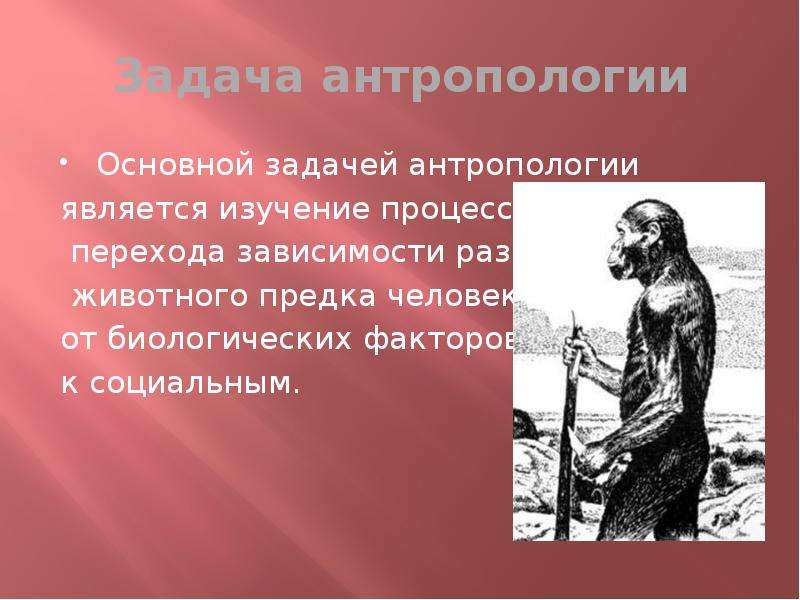 Презентация по антропологии