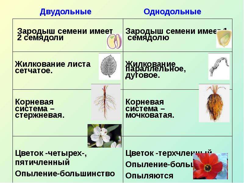Характерные цветы для покрытосеменных. Характеристика однодольных и двудольных растений. Однодольные и двудольные семена таблица. Однодольные и двудольные разница. Двудольные Покрытосеменные растения.