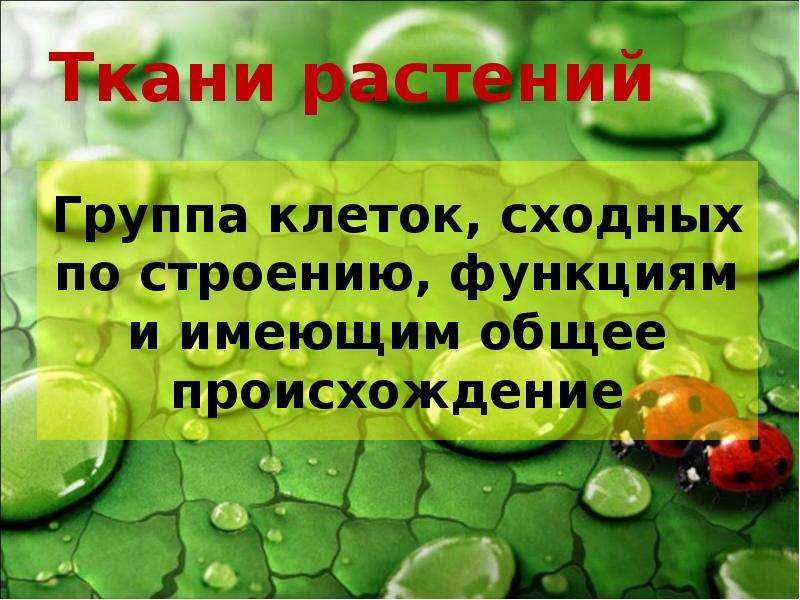 Группа клеток сходных по строению. Группу клеток сходного. Группа клеток,сходных по строен и выполненяющих одинаковые функции.